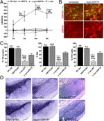 alpha Synuclein Antibody in Immunocytochemistry (ICC/IF)