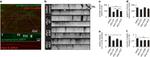 alpha Synuclein Antibody in Immunocytochemistry (ICC/IF)