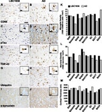 alpha Synuclein Antibody in Immunohistochemistry (IHC)