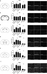 alpha Synuclein Antibody in Immunocytochemistry (ICC/IF)