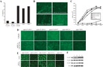 Claudin 7 Antibody in Western Blot (WB)