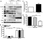 Claudin 2 Antibody in Western Blot (WB)