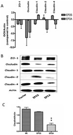 Claudin 2 Antibody in Western Blot (WB)