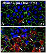 MMP2 Antibody in Immunohistochemistry (Frozen) (IHC (F))