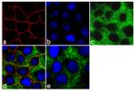 Claudin 4 Antibody in Immunocytochemistry (ICC/IF)