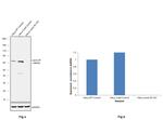 Lamin B1 Antibody in Western Blot (WB)