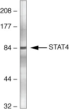 STAT4 Antibody in Western Blot (WB)