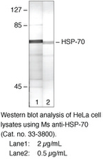 HSP70 Antibody in Western Blot (WB)