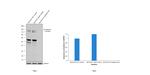 N-cadherin Antibody in Western Blot (WB)