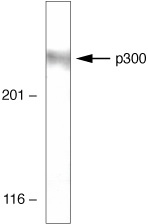 p300 Antibody in Western Blot (WB)