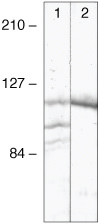 delta Catenin Antibody in Western Blot (WB)