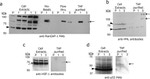 RANGAP1 Antibody in Western Blot (WB)