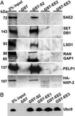 RANGAP1 Antibody in Western Blot (WB)