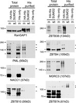 RANGAP1 Antibody in Western Blot (WB)