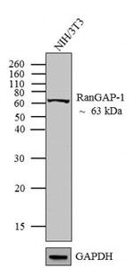 RANGAP1 Antibody in Western Blot (WB)