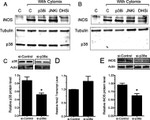 p38 MAPK Antibody in Western Blot (WB)