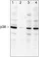 p38 MAPK Antibody in Western Blot (WB)