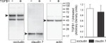 Claudin 7 Antibody in Western Blot (WB)