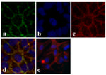 Occludin Antibody in Immunocytochemistry (ICC/IF)