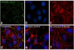 Occludin Antibody in Immunocytochemistry (ICC/IF)