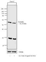 Occludin Antibody