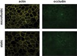 Occludin Antibody in Immunocytochemistry (ICC/IF)