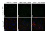 Occludin Antibody in Immunocytochemistry (ICC/IF)