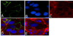 Occludin Antibody in Immunocytochemistry (ICC/IF)