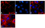 Occludin Antibody in Immunocytochemistry (ICC/IF)