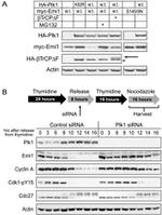 PLK1 Antibody in Western Blot (WB)