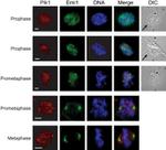 PLK1 Antibody in Immunocytochemistry (ICC/IF)