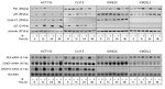 PLK1 Antibody in Western Blot (WB)