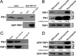 PLK1 Antibody in Immunoprecipitation (IP)