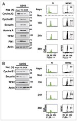 PLK1 Antibody in Western Blot (WB)