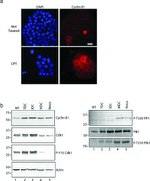 PLK1 Antibody in Western Blot (WB)