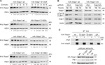 PLK1 Antibody in Western Blot (WB)