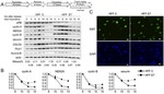 PLK1 Antibody in Western Blot (WB)