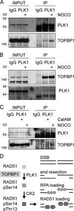 PLK1 Antibody in Western Blot, Immunoprecipitation (WB, IP)