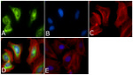 PLK1 Antibody in Immunocytochemistry (ICC/IF)