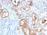 HSP90AA1 (Heat Shock Protein 90) Antibody in Immunohistochemistry (Paraffin) (IHC (P))