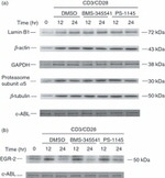 Lamin B1 Antibody in Western Blot (WB)