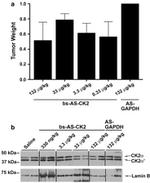 Lamin B1 Antibody in Western Blot (WB)