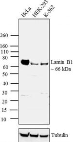 Lamin B1 Antibody in Western Blot (WB)