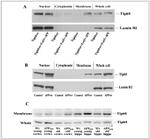 Lamin B2 Antibody in Western Blot (WB)