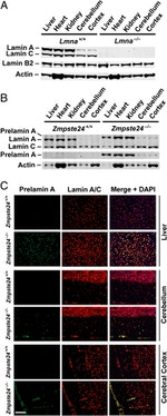 Lamin B2 Antibody in Western Blot, Immunohistochemistry (WB, IHC)