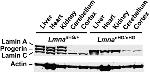 Lamin B2 Antibody in Western Blot (WB)