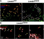 Lamin B2 Antibody in Immunocytochemistry (ICC/IF)