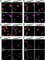 Lamin B2 Antibody in Immunocytochemistry (ICC/IF)