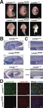 Lamin B2 Antibody in Immunohistochemistry (Paraffin) (IHC (P))