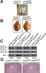 Lamin B2 Antibody in Western Blot (WB)